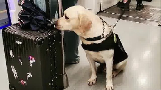 地铁上警犬忽然坐起闻大学生的行李箱，但凡叫一声就是另外的故事了，网友：此时有两个人在紧张