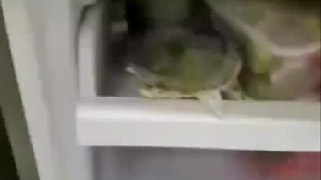 居然真的活了，什么原理？