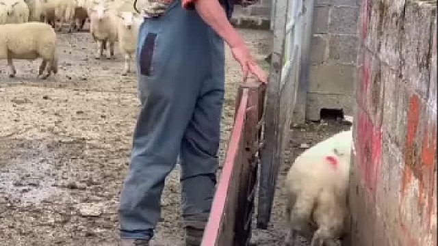 什么意思？公羊母羊分开养