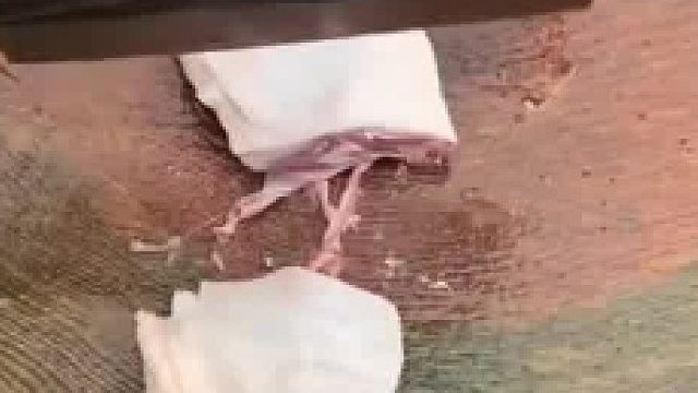 小时候家里杀甲鱼做汤也是那个食物引诱它伸出头