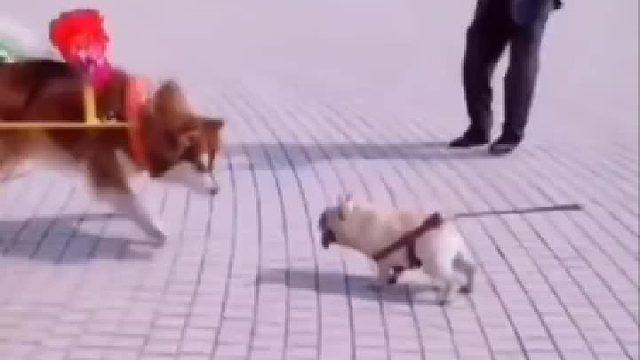 这小狗子不知道绳子已经掉了