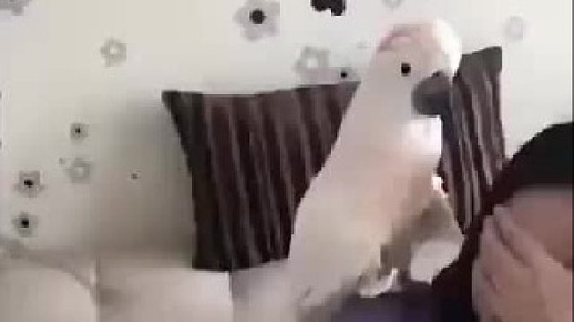 养鹦鹉须知：请不要把鹦鹉放在卧室