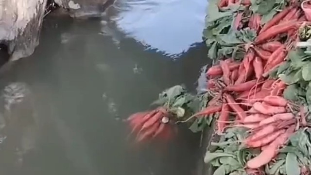 流水线，水洗胡萝卜