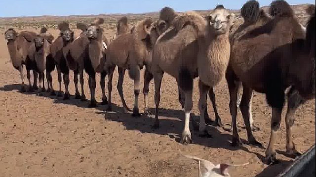 骆驼整齐排长队，让小羊先喝水