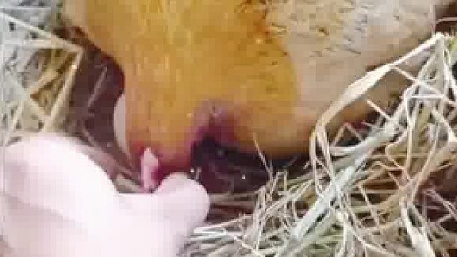 有几粒豆吃的就把孩子卖了？