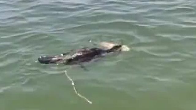 直击鱼鹰捕鱼现场