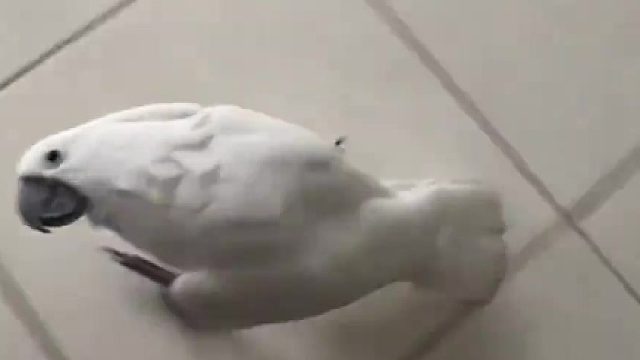 就很难理解它的精神状态