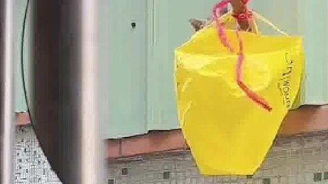 饿了几天的喵星人向女子“求救”，女子自拆床板捆木棍救猫