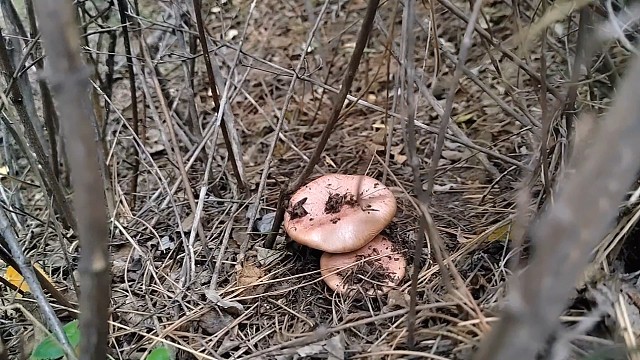 蘑菇还能捡几天啊