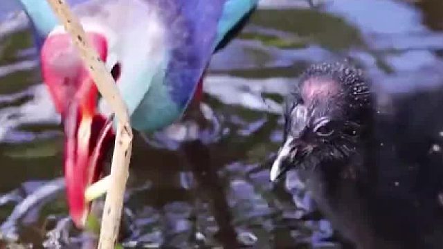 水鸡妈妈给小宝宝喂食，都折成一段段的，好有爱……