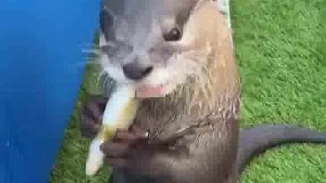 分贝可以达到80的嘤嘤怪，各位，还想养吗？