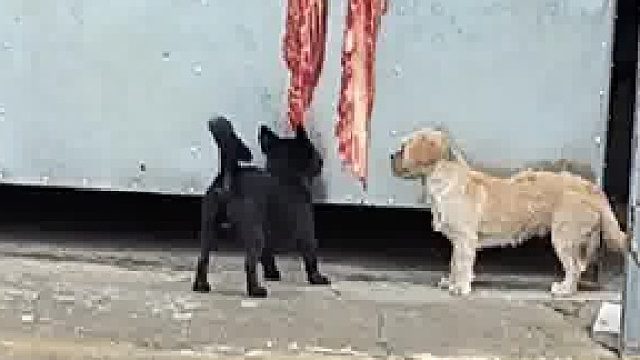 狗子：撑死胆大的，饿死胆小的