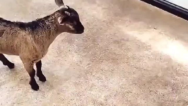 虎力大仙、羊力大仙、黑风洞主都在啊！