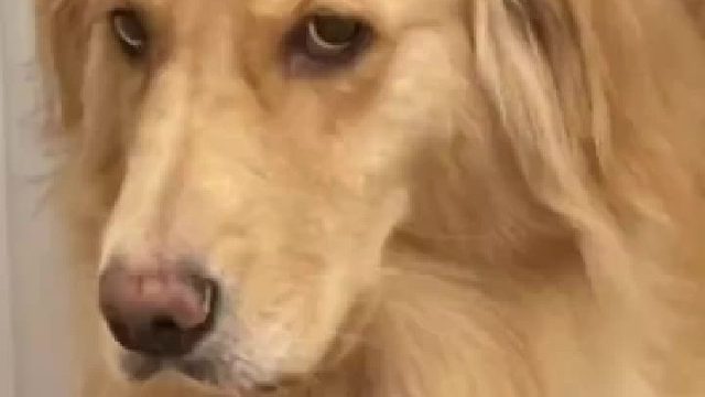 看狗狗的眼神，肯定在偷偷滴开骂了。