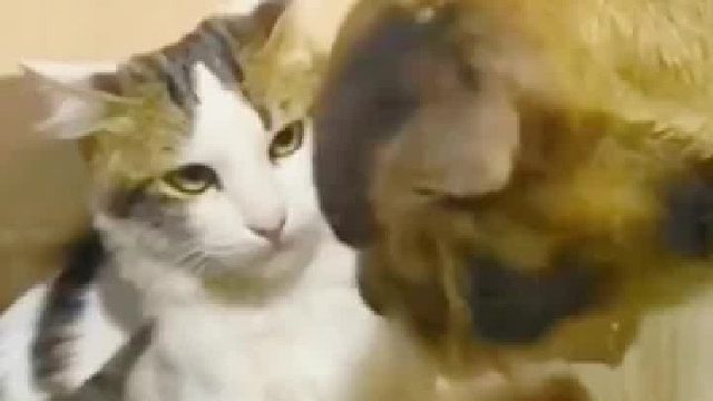 这该死的眼神谁不爱