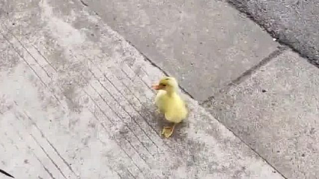 猫：放心，我会出手