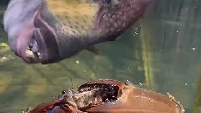 螃蟹：好玩吗，拿命换的