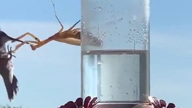 连体重几十倍于己的猎物都能捕杀，很难想象螳螂界居然还是物资匮乏到公螳螂献祭自己身体来喂饱母螳螂