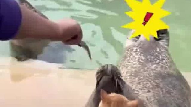 一脸委屈！堂堂海豹要和猫抢吃的，还被揍