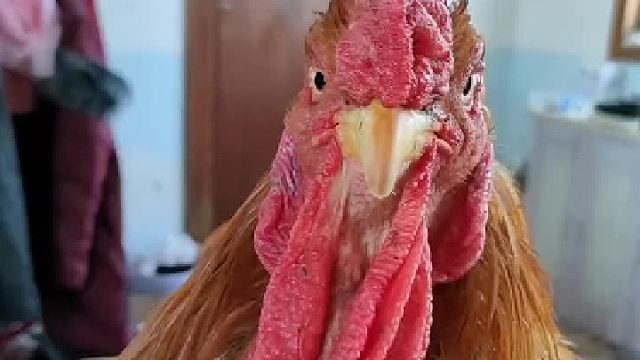 道理我都懂，你就说说这大公鸡为啥这么老实……