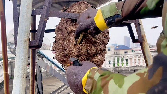 是时候展现真正的技术了，为农户家楼顶水塔解除马蜂安全隐患