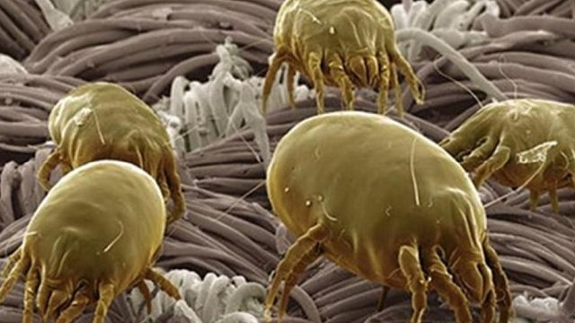 当你睡着的时候螨虫在做什么