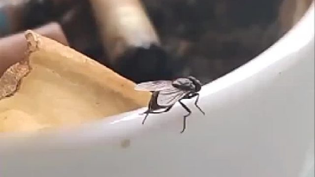 动物世界都不敢播的内容～