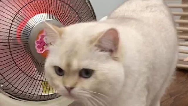 当一只鸭子掉进了虎狼窝