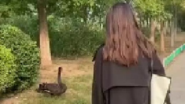 美丽的黑天鹅说美丽的中国话