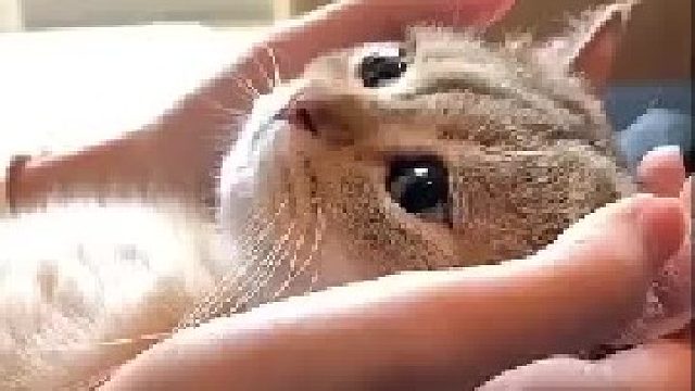 一只可以捧在手心的小美人！！