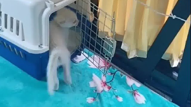 它这么小就大学毕业了？