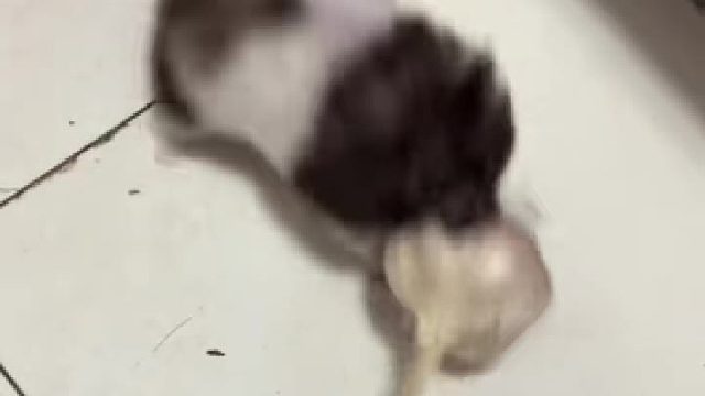 本性难移，不偷袈裟改偷大蒜了