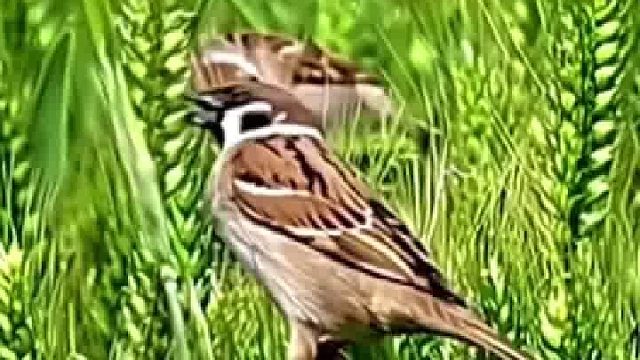 一群麻雀明目张胆大吃小麦嘎嘎香