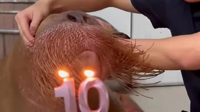 海象过生日，它竟然会自己吹蜡烛