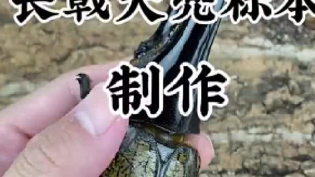 未成年甲虫请在家长陪同下收看