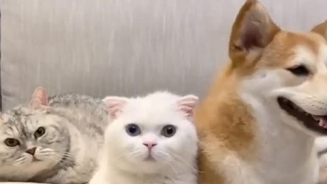 有人猜对它们仨的性别吗