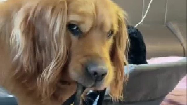 狗狗叼着牵引绳怨主人不带出去玩只知道打游戏，狗子直接气出表情包。哈哈哈