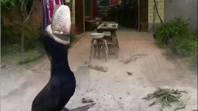 吃了一条鱼，整天都仰首挺胸