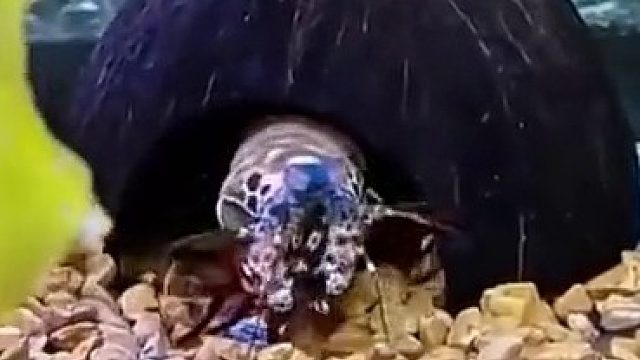 蛤蜊：轻轻敲醒沉睡的心灵