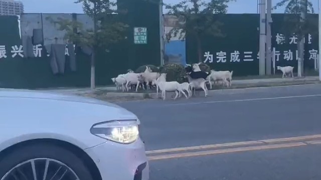 网友在马路上看到一群羊在啃食绿化带，羊羊：难得吃上一回“自助餐”