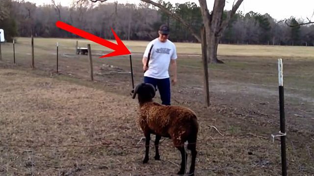 小羊攻击老外，外国牛人拿出一根棍子，奇怪的一幕出现了！