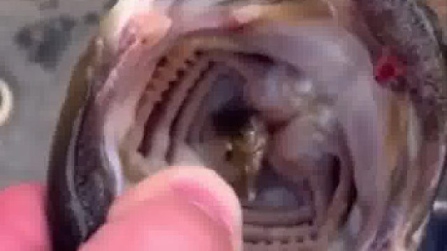 大鱼是如何吃小鱼