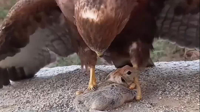 老鹰正在干早餐，要不要干预救一下兔子？8