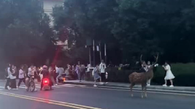 鹿跑了，哈哈哈哈哈哈