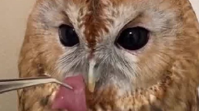 顿顿都是肉，想吃点素的了