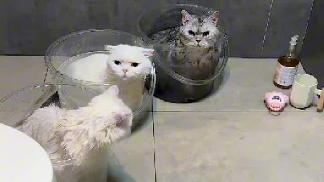 同时给家里的3只猫洗澡，看看谁最乖？