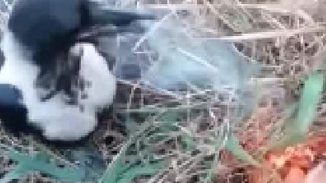 注意防火，鸟鸟有责