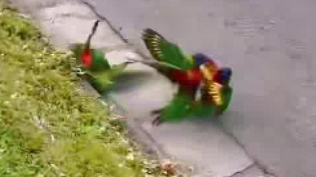 这是两个家庭的战争吧