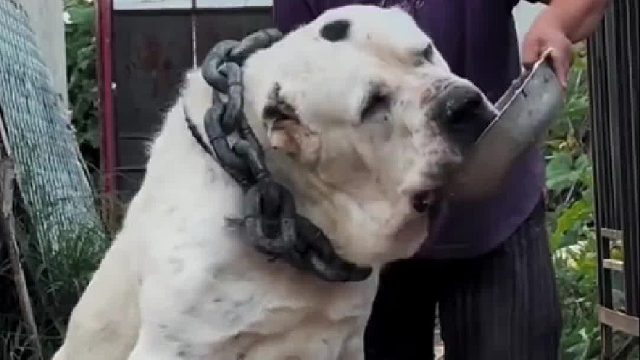 好体格必须狼吞虎咽