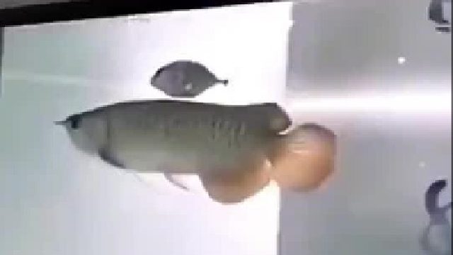 原来这就叫凭本事活着